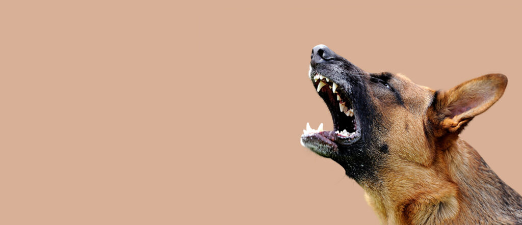 dog bite, dog attack personal injury solicitors Manchester