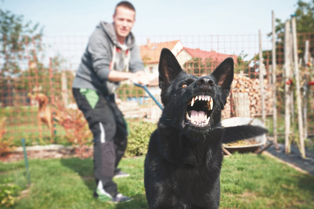 animal attack, dog bite compensation solicitors Manchester